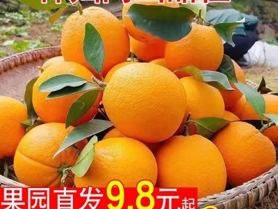 秭归夏橙10斤新鲜水果当季整箱现摘冰糖甜脐橙伦赣晚南榨汁橙子图3