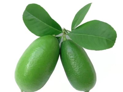 柠檬当季新鲜现摘孕妇水果奶茶店直供手打香水青柠檬一件代发图5