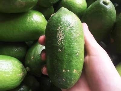 柠檬当季新鲜现摘孕妇水果奶茶店直供手打香水青柠檬一件代发图4