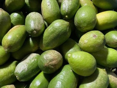 柠檬当季新鲜现摘孕妇水果奶茶店直供手打香水青柠檬一件代发图3