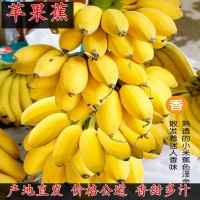 正宗广西苹果蕉5斤香蕉新鲜包邮粉蕉当季水果3斤/5斤一件代发秒发