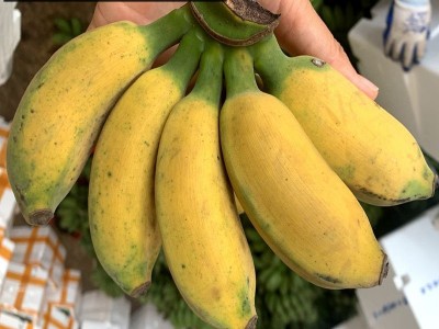 正宗广西苹果蕉5斤香蕉新鲜包邮粉蕉当季水果3斤/5斤一件代发秒发图3