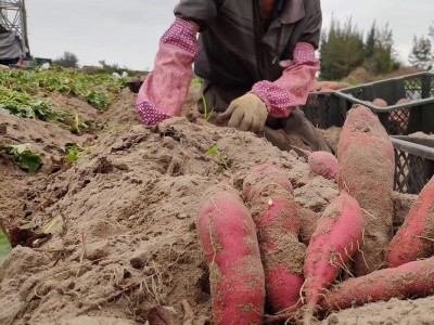海南澄迈桥头地瓜富硒新鲜番薯产地直销农家沙地板栗红薯一件代发图5