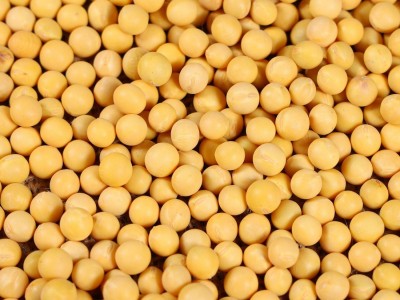 东北敦化产地黄豆批发源头加工定制工厂杂粮商超品质黄豆大粒小粒图2
