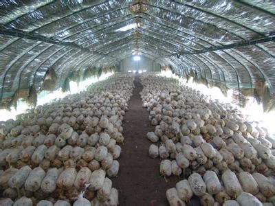 蘑菇大棚专业厂家供应 大棚用品防虫网遮阳网薄膜图1