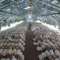蘑菇大棚专业厂家供应 大棚用品防虫网遮阳网薄膜