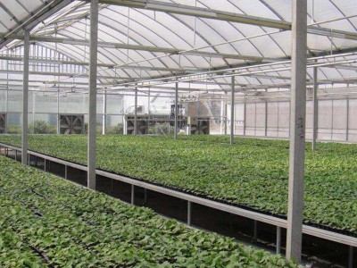 智能连栋薄膜温室 连栋玻璃大棚 连栋温室 连栋大棚厂家图2