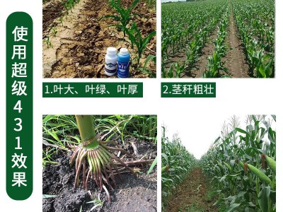 431能和除草剂混用的叶面肥一喷绿叶促根壮苗早熟营养增产解药害图3
