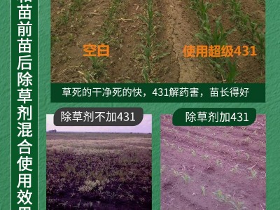 431能和除草剂混用的叶面肥一喷绿叶促根壮苗早熟营养增产解药害图2