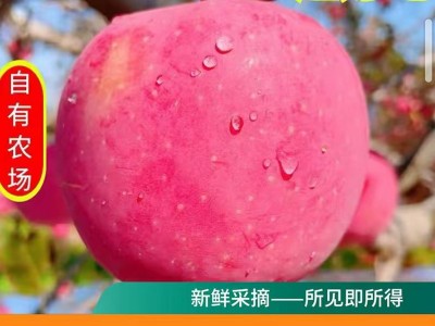 【脆甜多汁】陕西新鲜红富士苹果早熟红富士现摘苹果2斤5斤9斤图2