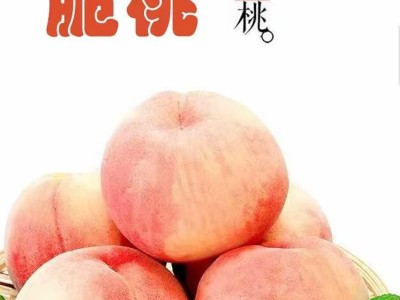 【脆甜可口】秋桃陕西高山脆桃5斤3斤9斤装现摘水蜜桃毛桃孕妇图3