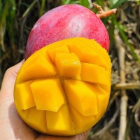 四川攀枝花彩虹芒新鲜应季热带水果香甜多汁芒果3/5斤装批发