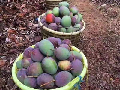 四川攀枝花彩虹芒新鲜应季热带水果香甜多汁芒果3/5斤装批发图5