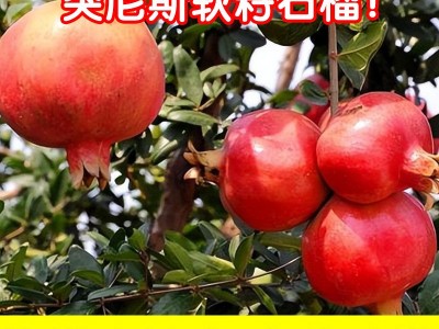 突尼斯软籽石榴四川会理当季新鲜水果石榴纯甜红籽水晶甜石榴批发图2