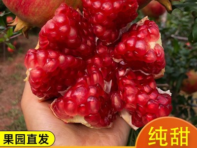 突尼斯软籽石榴四川会理当季新鲜水果石榴纯甜红籽水晶甜石榴批发图3