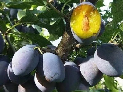 四川大西梅新鲜水果女神现摘现发孕妇宝宝辅食当季西梅批发图3