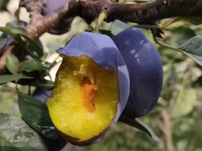 四川大西梅新鲜水果女神现摘现发孕妇宝宝辅食当季西梅批发图4