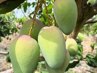 广西小台农芒果 新鲜现摘小台芒应当季热带水果特产整箱产地货源图4
