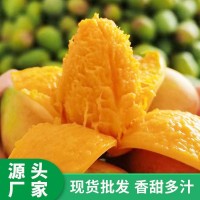 广西小台农芒果 新鲜现摘小台芒应当季热带水果特产整箱产地货源