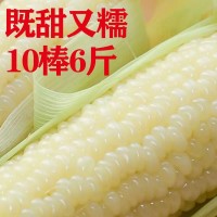 玉米10根一等糯玉米棒东北特产新鲜白糯玉米棒粘黏苞米冷冻糯玉米