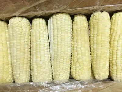 玉米10根一等糯玉米棒东北特产新鲜白糯玉米棒粘黏苞米冷冻糯玉米图3