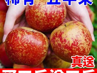 丑苹果真送大凉山冰糖心红富士脆甜批发当季新鲜水果整箱厂家直销图3
