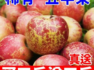 丑苹果真送大凉山冰糖心红富士脆甜批发当季新鲜水果整箱厂家直销图4
