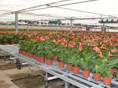 热镀锌移动苗床 大棚温室植物苗床 种植工艺花卉苗床育苗温室苗床图2