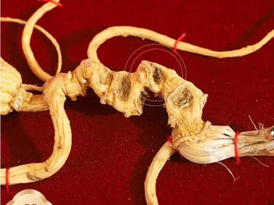 长白山参茸林下参礼盒批发60版野山参源头好货东北特产会销礼品图3