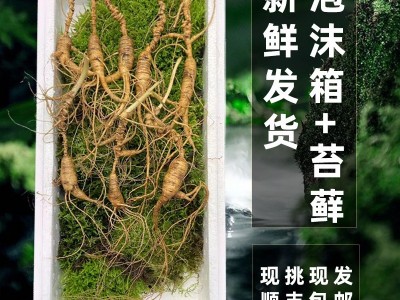 长白山28年新鲜林下参东北特产鲜人参整支林下野山参煲汤泡酒推荐图2
