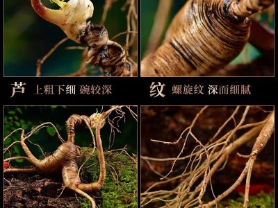 长白山28年新鲜林下参东北特产鲜人参整支林下野山参煲汤泡酒推荐图4