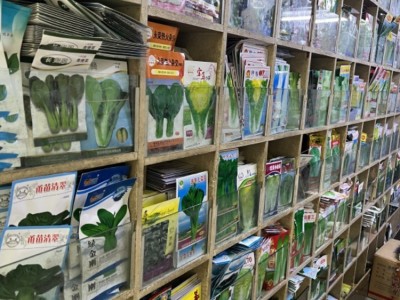 批发丹唛速生菠菜种子蔬菜秋冬籽种阳台种籽菜种盆栽波菜孑菜籽子图4