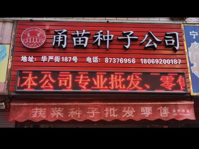 批发丹唛速生菠菜种子蔬菜秋冬籽种阳台种籽菜种盆栽波菜孑菜籽子图3