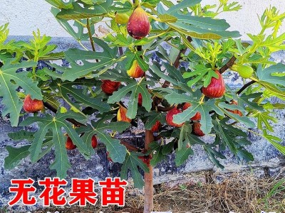 无花果树果苗带果矮化盆栽特大果波姬红金傲芬斯特拉无花果苗树苗图3