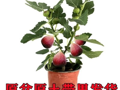 无花果树果苗带果矮化盆栽特大果波姬红金傲芬斯特拉无花果苗树苗图2