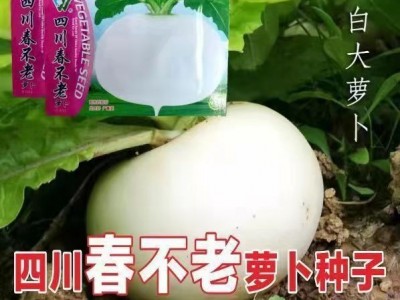 春不老萝卜种籽圆白萝卜种子四川春不老萝卜种籽蜂糖大萝卜秋冬季图3