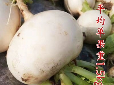 春不老萝卜种籽圆白萝卜种子四川春不老萝卜种籽蜂糖大萝卜秋冬季图2