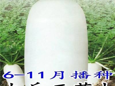 九斤王种子白萝卜种籽蔬菜种子不空心春不老种子特大四季秋季播种图3