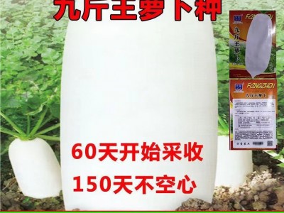 九斤王种子白萝卜种籽蔬菜种子不空心春不老种子特大四季秋季播种图2