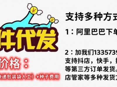 原装黑油奶白菜种子四季种植黑油冬乌黑白菜秋冬蔬菜种子耐热耐寒图2