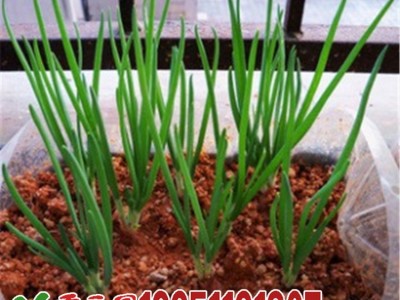 批发蔬菜种子四季小香葱大葱洋葱约100粒按斤家庭阳台菜园图3