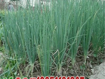 批发蔬菜种子四季小香葱大葱洋葱约100粒按斤家庭阳台菜园图4