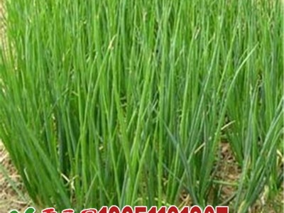 批发蔬菜种子四季小香葱大葱洋葱约100粒按斤家庭阳台菜园图5
