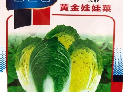 批发蔬菜快菜38天大白菜种子娃娃菜生长期38--40天成熟10克装图5