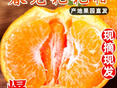 大果12枚【单果100-120g】图3