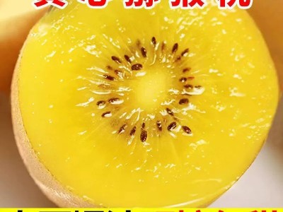 黄心猕猴桃新鲜包邮四川蒲江奇异果正宗时令鲜果水果当季整箱大果图2