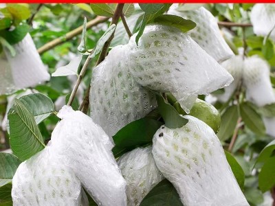 白心芭乐珍珠番石榴现摘现发新鲜水果5斤甜脆巴乐潘石榴孕妇水果图4