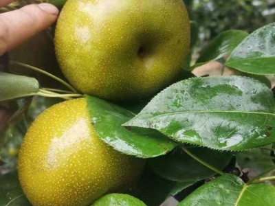 广西富川沙梨黄花梨桂花梨新鲜脆翠冠梨丰水梨薄皮脆甜多汁砀山梨图2