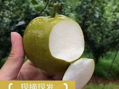 广西富川沙梨黄花梨桂花梨新鲜脆翠冠梨丰水梨薄皮脆甜多汁砀山梨图4