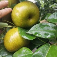 广西富川沙梨黄花梨桂花梨新鲜脆翠冠梨丰水梨薄皮脆甜多汁砀山梨